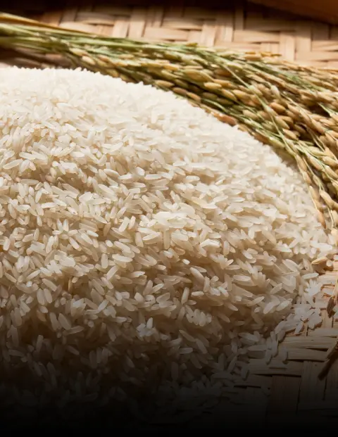 Rice